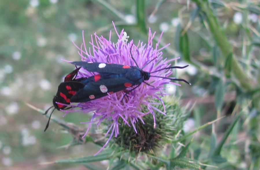 Accoppiamento tra Zygaena ephialtes e Zygaena filipendulae